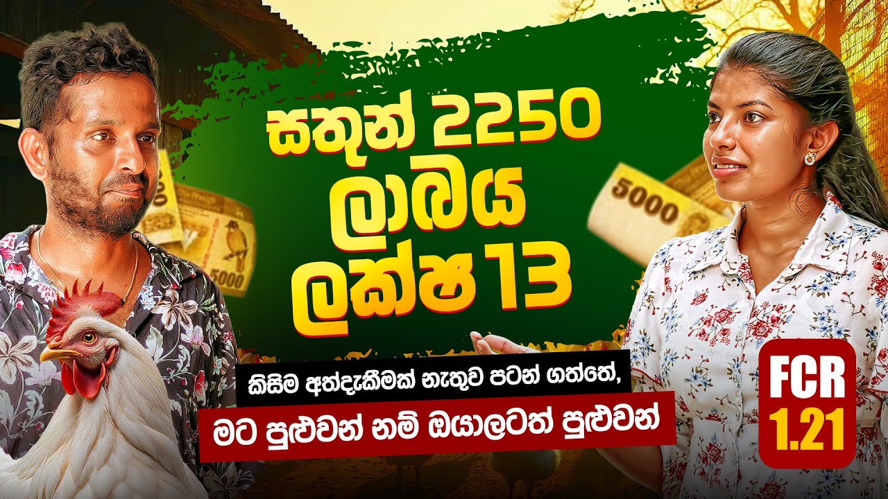බ්‍රොයිලර් ව්‍යාපාරයෙන් දවසක ලාබය 43000 | Milmolac | Farm Innovation Solutions | kukul palanaya