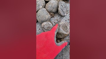 Revealing a 180 million years old Ammonite inside an ancient Beach Rock! 🪨⚒️👷🏻‍♂️ #fossils #shorts