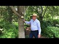 In the Garden with Dave: Green Ash