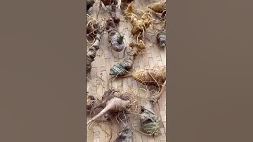 1 ký củ sâm già mời các bác tẩm bổ làm quà biếu Zalo 0377965679 e Nguyệt nhé