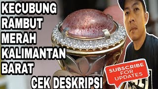 Batu Kecubung Rambut Merah Kalimantan Asli, Favorite Item