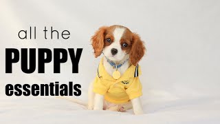 PUPPY ESSENTIALS ULTIMATE CHECKLIST // Everything you need to buy for a puppy