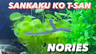 SANKAKU KO T-SAN  ノリーズ　インプレ　水中アクション動画