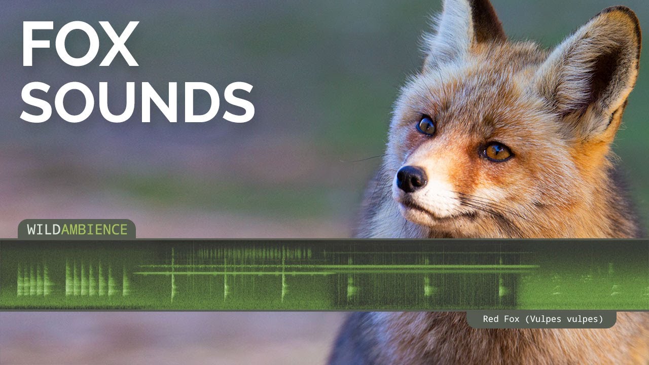 Fox Sounds & Call - Scary scream, barking call & howling noises by a wild Red  Fox at night. - YouTube