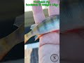 Ultralight en Micro fishing #fishing #ultralight #shortsvideo