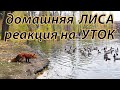 Домашня Лиса видит уток впервые. Реакция на птиц.