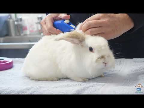 Pet Microchipping