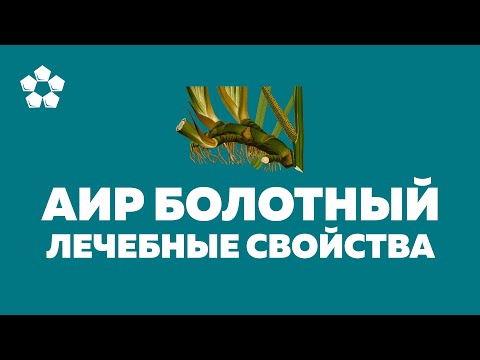 Корень аира болотного, лечебные свойства и противопоказания