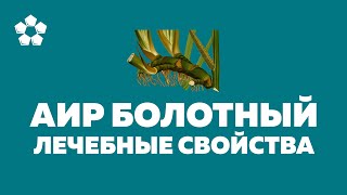 Корень аира болотного, лечебные свойства и противопоказания