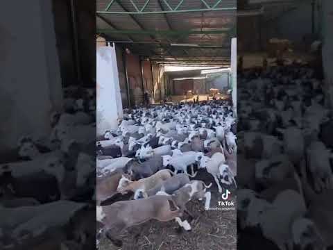 المزارع الكبيرة للاغنام