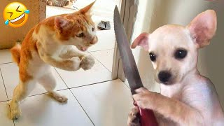 Смешные собаки и кошки 2024 😅 - Лучшие смешные видео месяца с животными 🥰👌