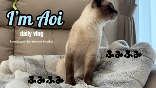 【シャム猫】あおいちゃんフミフミ🐈 by シャム猫あおい 455 views 7 months ago 3 minutes, 12 seconds