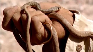 Yémen : les chasseurs de serpents by imineo Documentaires 79,374 views 2 days ago 54 minutes