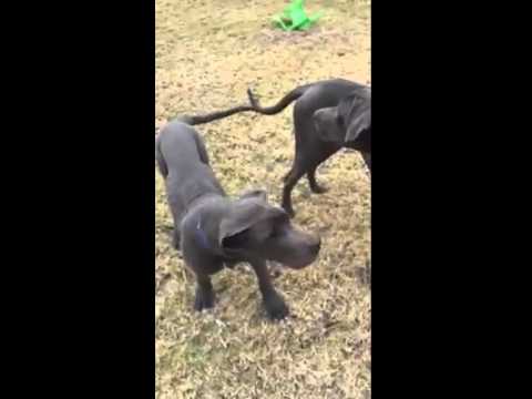 Great danes Play time camera iphone 8 plus apk