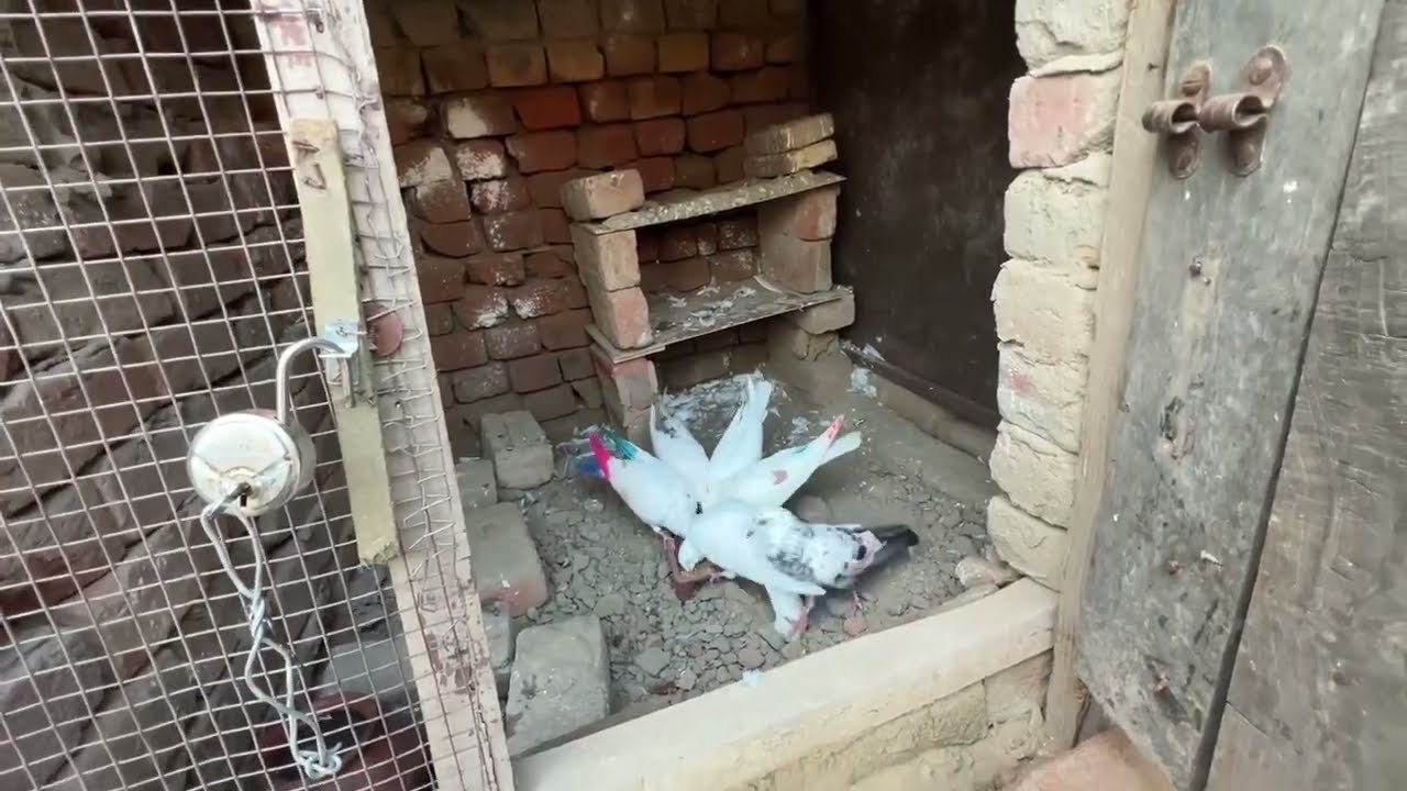 ਆਪਣੇ ਕਾਲੇ ਚੀਨੇ ਦੀ ਅੱਖ ਖਾਰਬ ਹੋ ਗਈ 😢॥ ਦਾਵਈ ਦੱਸੋ ਯਾਰ 🙏🏻॥ ਦੋਖੇ ਵਿਡਿਉ 🙏🏻॥