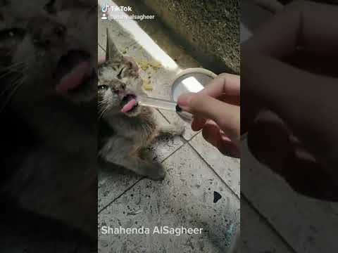 علاج القط الذي يعانى من الاسهال والجفاف الجزء التانى