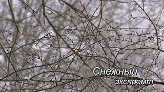 Снежный экспромт