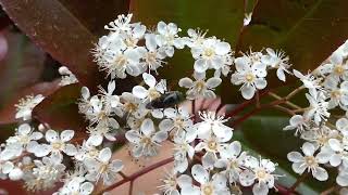 Stomorhina Fly Licks Red-robin Blossoms in the Windy Afternoon by sigma1920HD 4 views 2 days ago 1 minute, 12 seconds