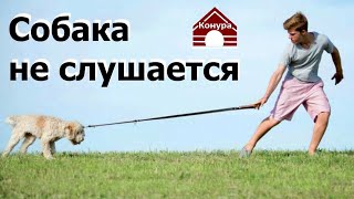 127. Собака не слушается на улице, раздражители