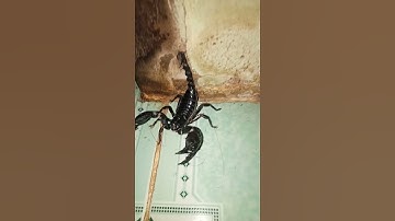 bò cạp đen - black scorpion #shorts || Nguyễn Travel