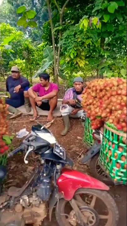 Rambutan Harvest Season in Indonesia ! #shorts #rambutan #season #indonesia #asia #tropical #fruit