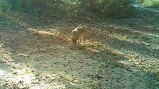 Coyote eating corn 11-2-09 Do Coyotes Eat Corn