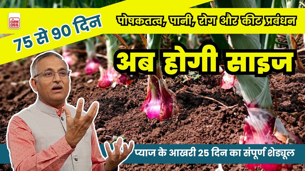 अब  होगी  साइज 75 से 90 दिन शेड्यूल  @BTGore ​