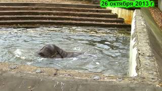 Слон Хорас купается