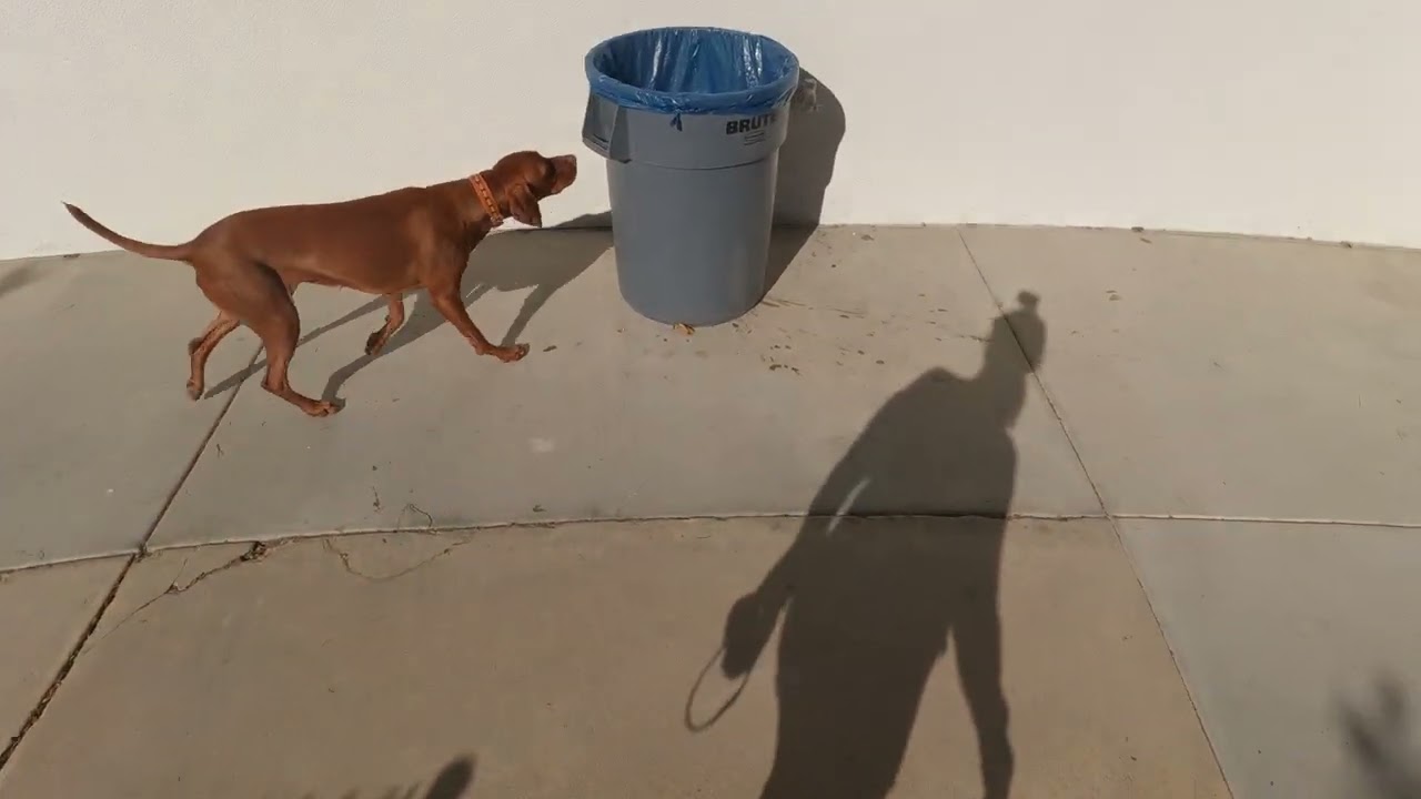 Cherry Vizsla AKC Scent Work Detective Qualification run 