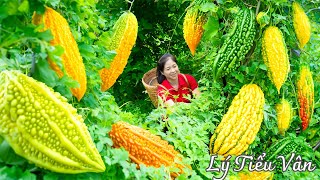 How to harvest Bitter Melon & Goes to the market sell  Harvesting and Cooking | Daily Life