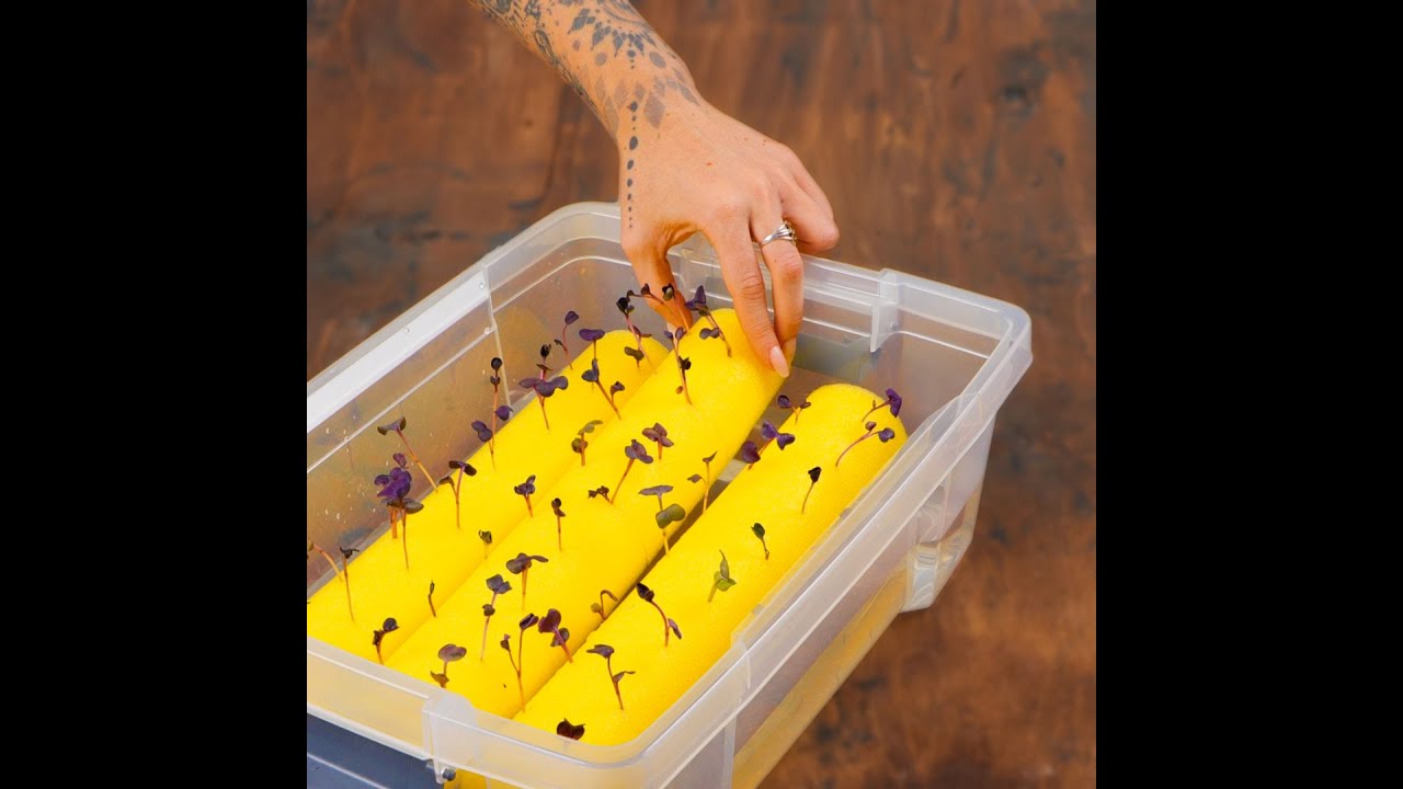 How to revive your indoor plants: Tips to become a PRO 👌 