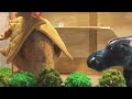 End of video