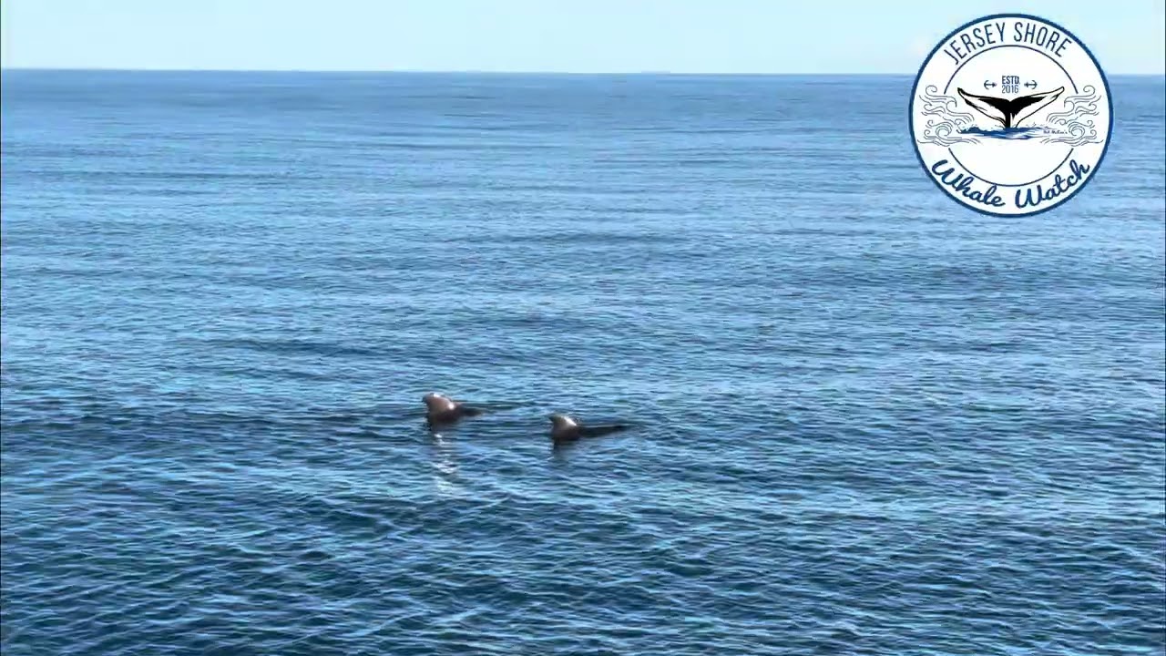 Pilot Whales on our deep ocean adventure 2023 Toms Canyon NJ