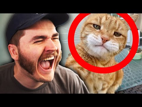 Schlatt Ranks your Funniest WEIRD TIKTOKS