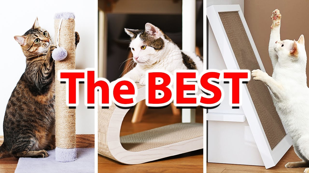 Cat Scratching Post Toy - What to Lookout for Before Buying