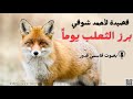 برز الثعلب يوما قصيدة الثعلب والديك لأمير الشعراء أحمد شوقي
