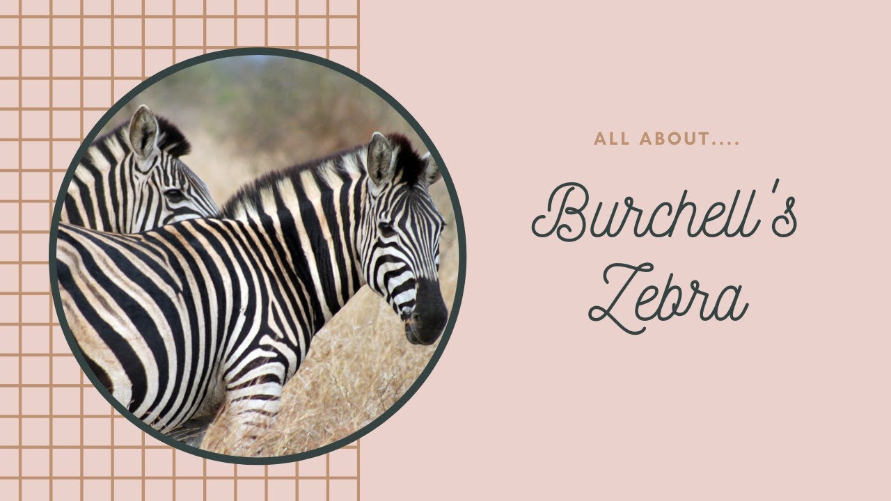 Burchell's Zebra facts 🦓 only zebra which may be legally farmed 🐄 YouTube