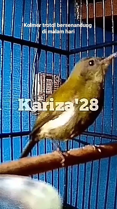 Kolibri Merak trotol bersenandung di malam hari