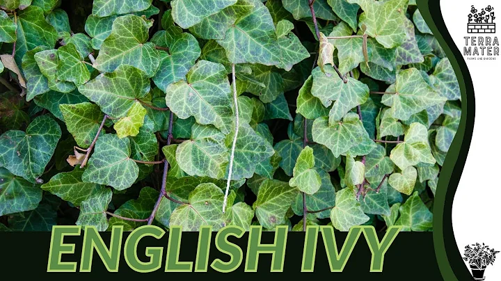 ENGLISH IVY - Exploring the Timeless Elegance of (Hedera helix)