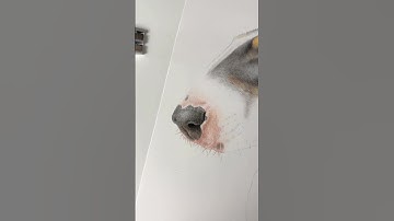 Behind the scenes of drawing my dog’s nose! ✍🏼🐶🐾 #art #colouredpencilart #drawing #bullterrier