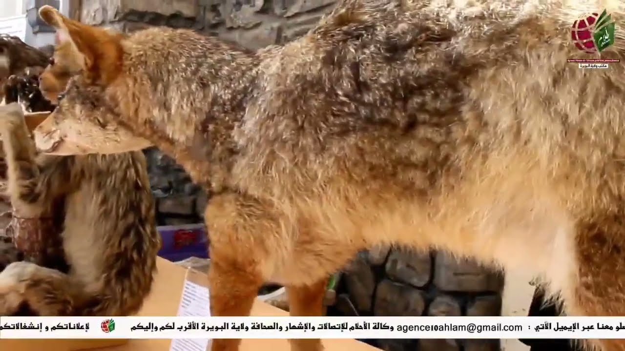 البويرة  مشدالة الاحتفال باليوم العالمي للبيئة