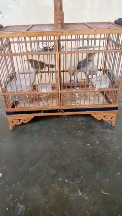 prenjak betina pikat gacor ngentir panjang