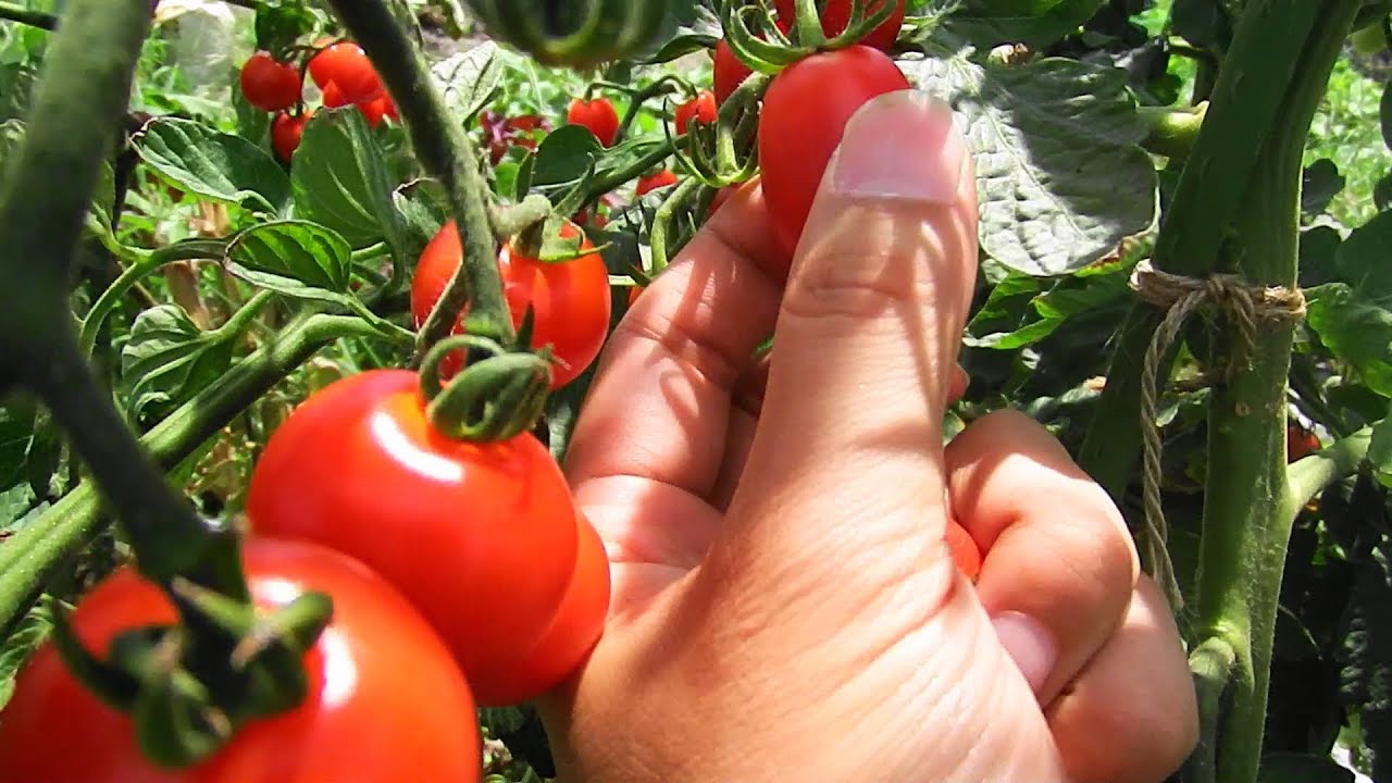 ミニトマト生産者での誘引風景 株式会社rirai 0pcs 2mm口径植物移植クリップ野菜トマトつる茎は サポート固定クリップを成長させます Vladatk Kim Ba