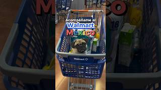 PugBertha en Walmart de México! #itspugbertha #itspugsita  #petfriendly #petfriendlymexico