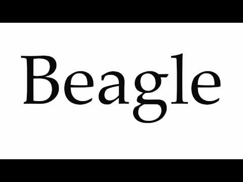 How to Pronounce Beagle