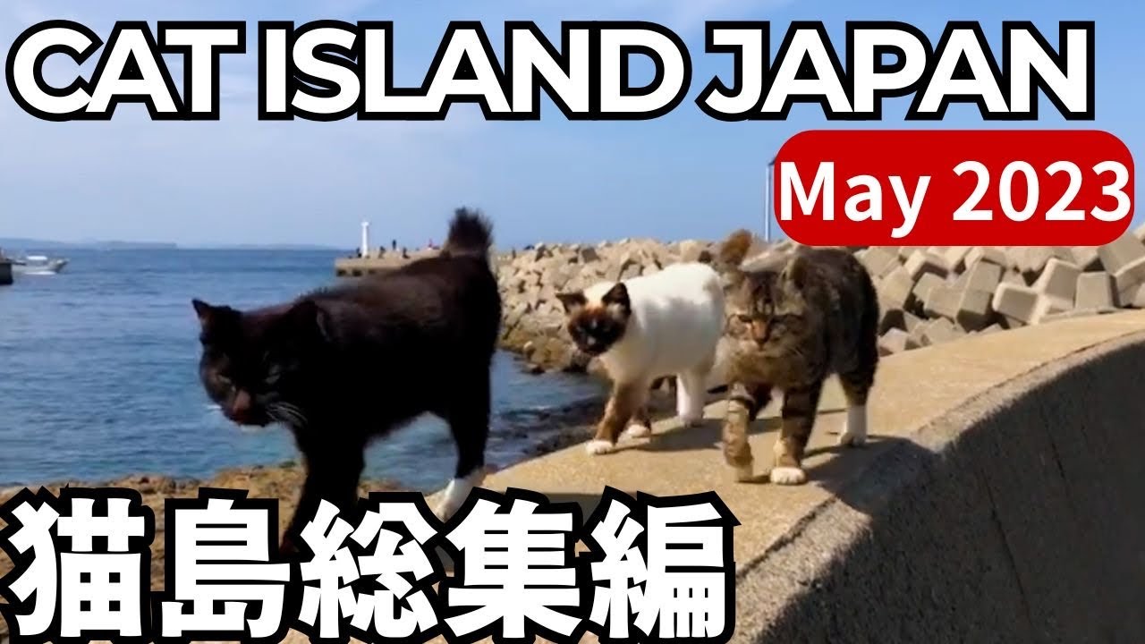 May.2023 CAT ISLAND JAPAN COMPILATION|2023年5月に出会った猫島の猫たち