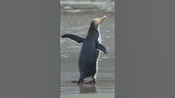 Thumbnail of I filmed the rare yellow-eyed penguin!
