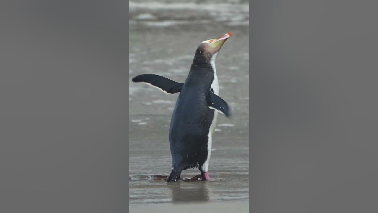I filmed the rare yellow-eyed penguin! I filmed the rare yellow-eyed penguin!