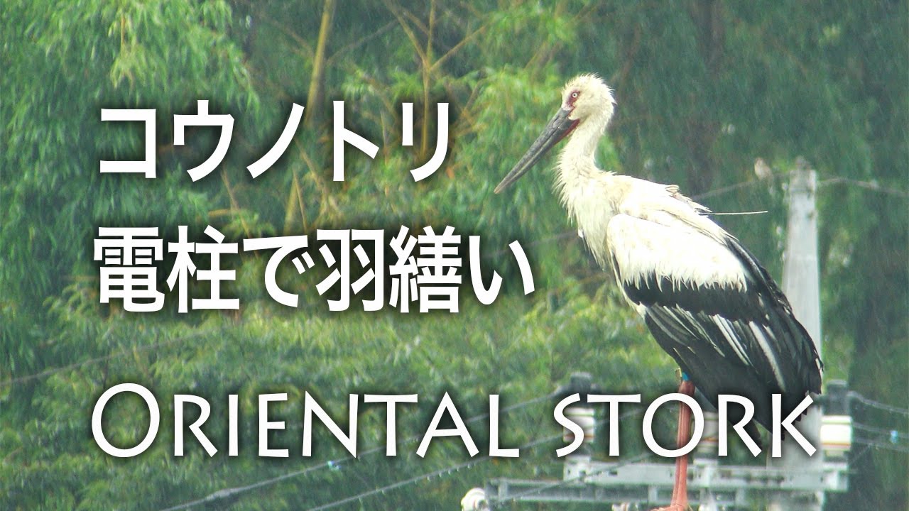 野鳥動画フィールドノート コウノトリカテゴリのエントリ 野鳥動画フィールドノート コウノトリカテゴリのエントリ