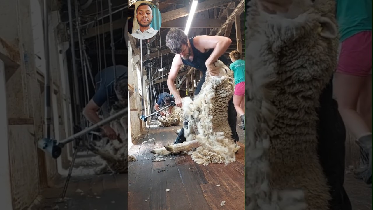 shearing some nice little hill Romney rams at Glenburn 